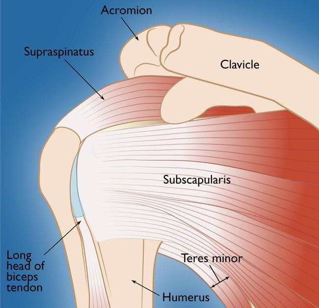 Shoulder Injuries & The Rotator Cuff | Part 1 – Anatomy & Common Injuries